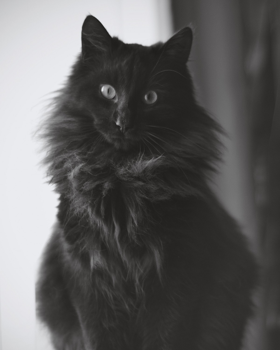 Норвежский Лесной кот черный