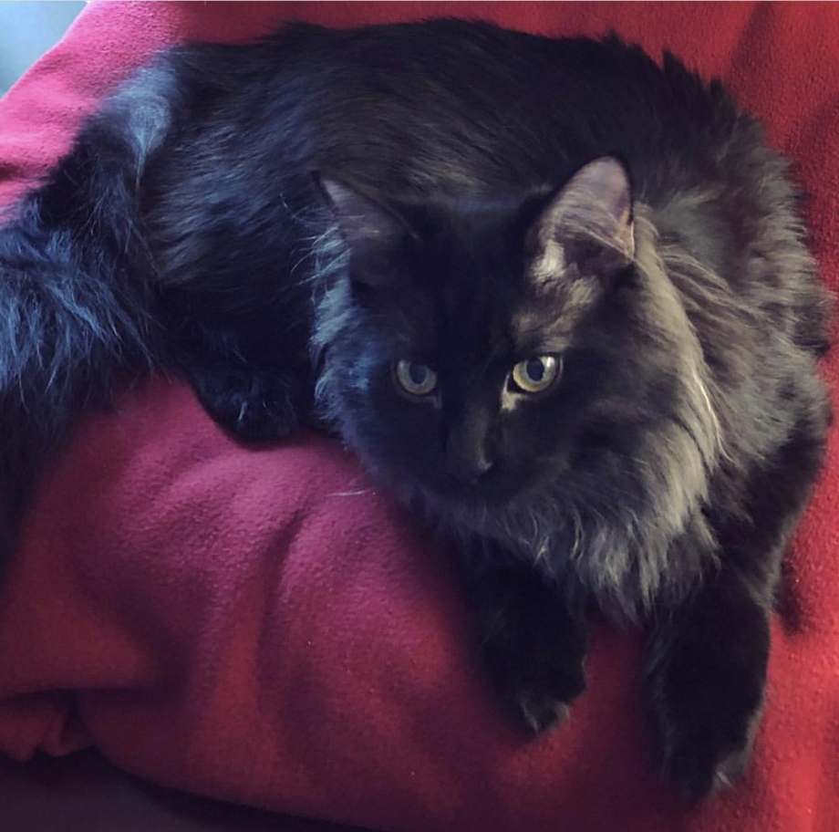 Черная длинношерстная кошка