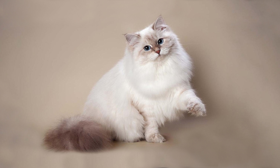Невская маскарадная кот