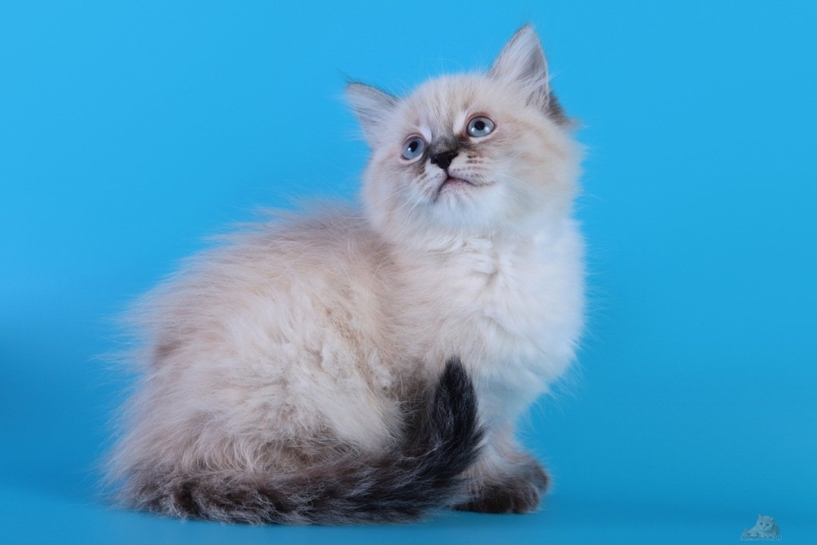 Невская маскарадная кошка