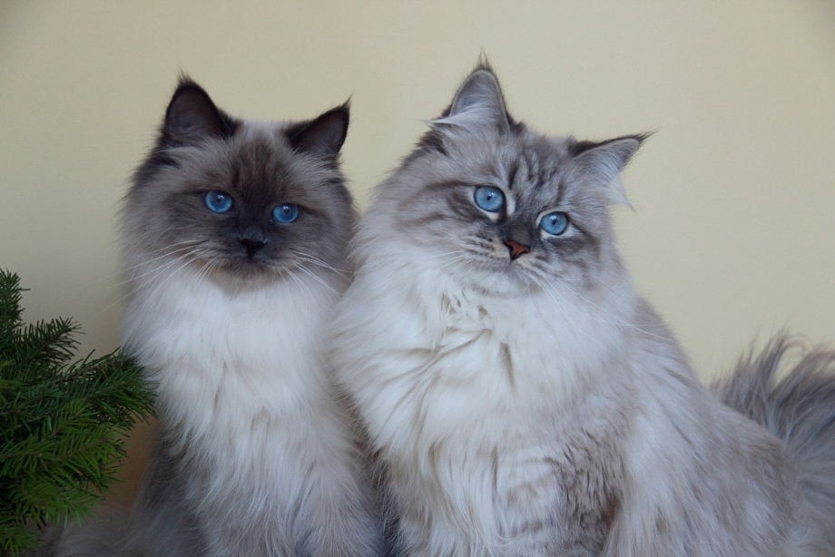 Невская маскарадная кот
