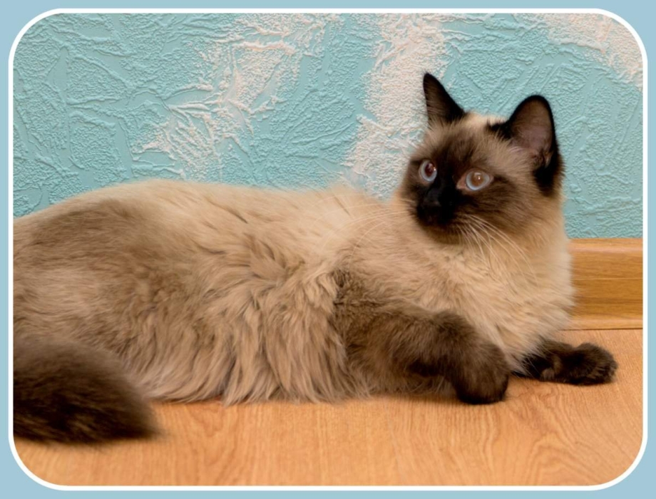 Невская маскарадная котята