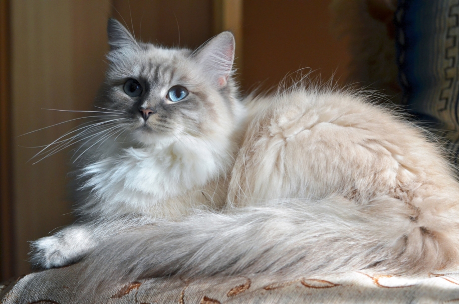 Невская маскарадная котята