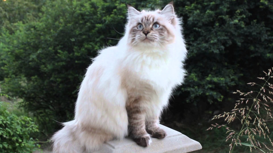 Невская маскарадная кошка с котятами