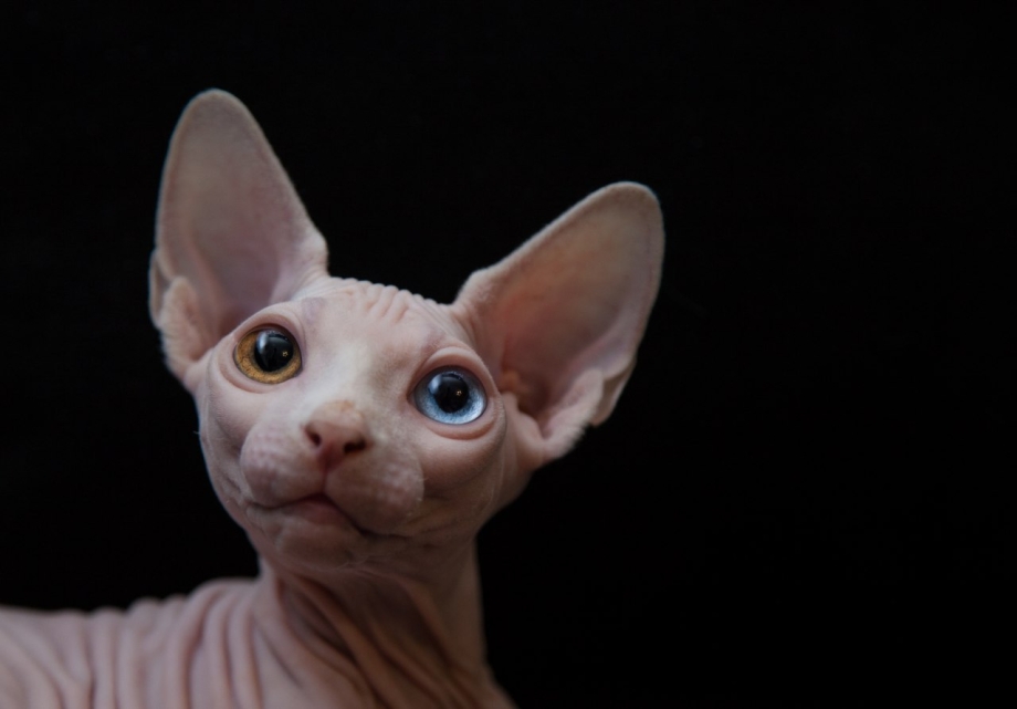 Сфинкс кошка