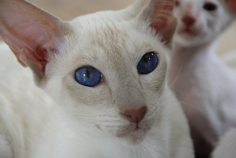 Чёрный сфинкс кошка