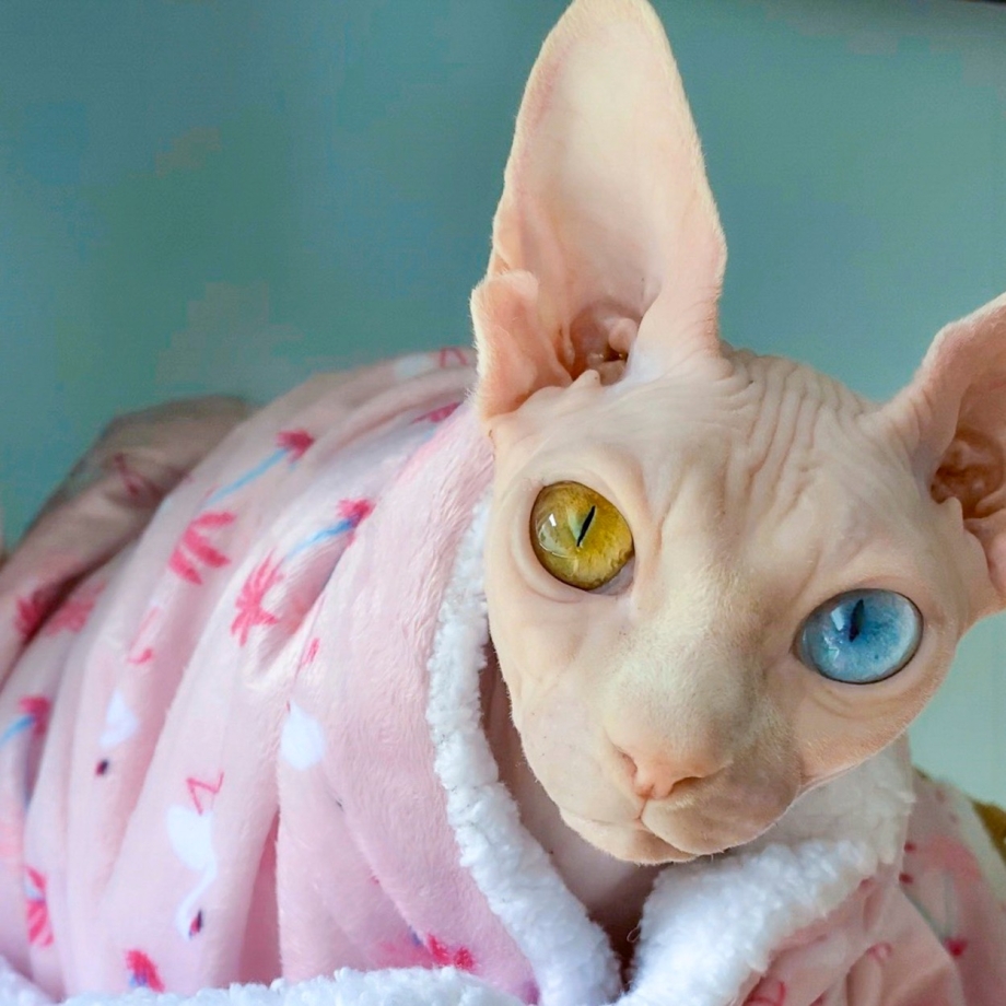 Невский сфинкс кошка