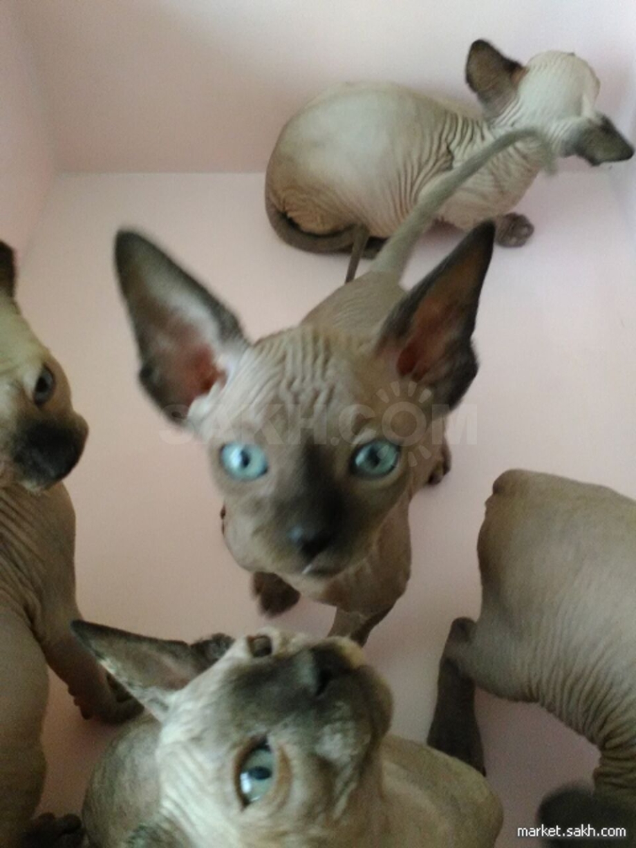 Египетская кошка сфинкс