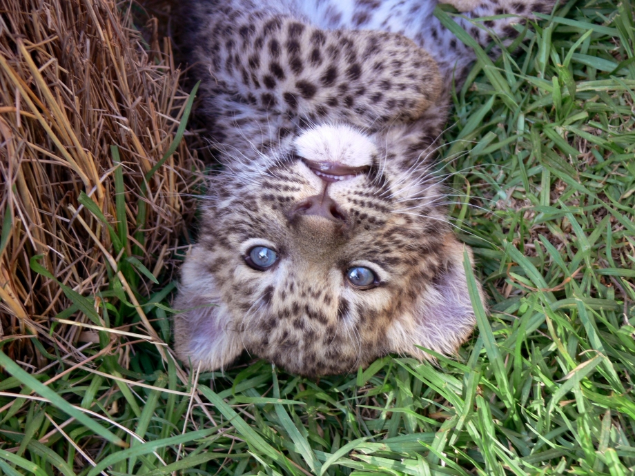 Leopard Cub (молодой леопард)