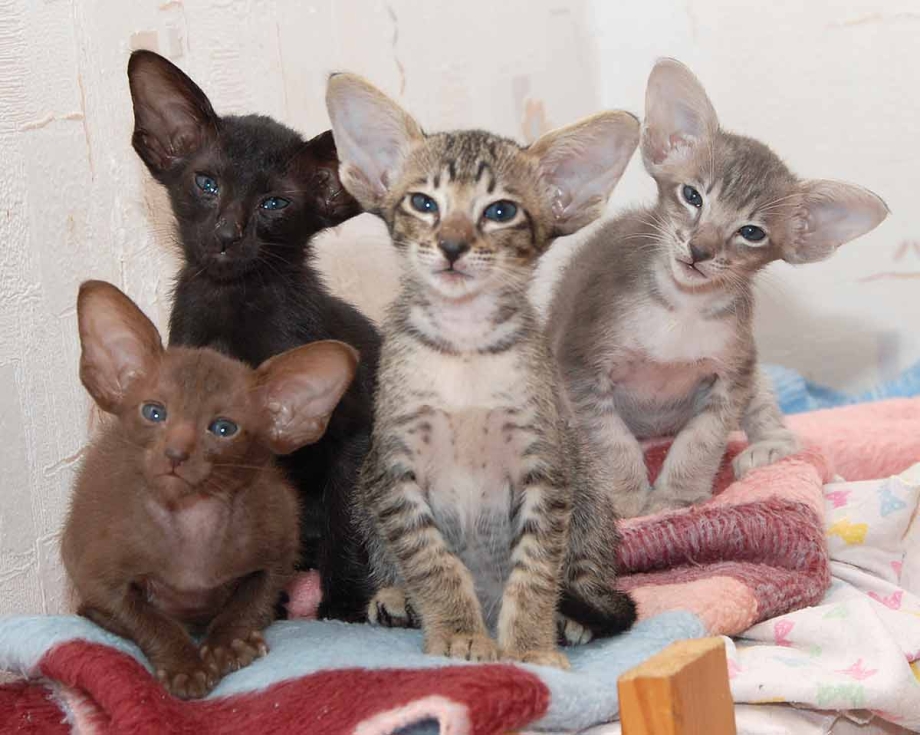 Ориентальная кошка котята