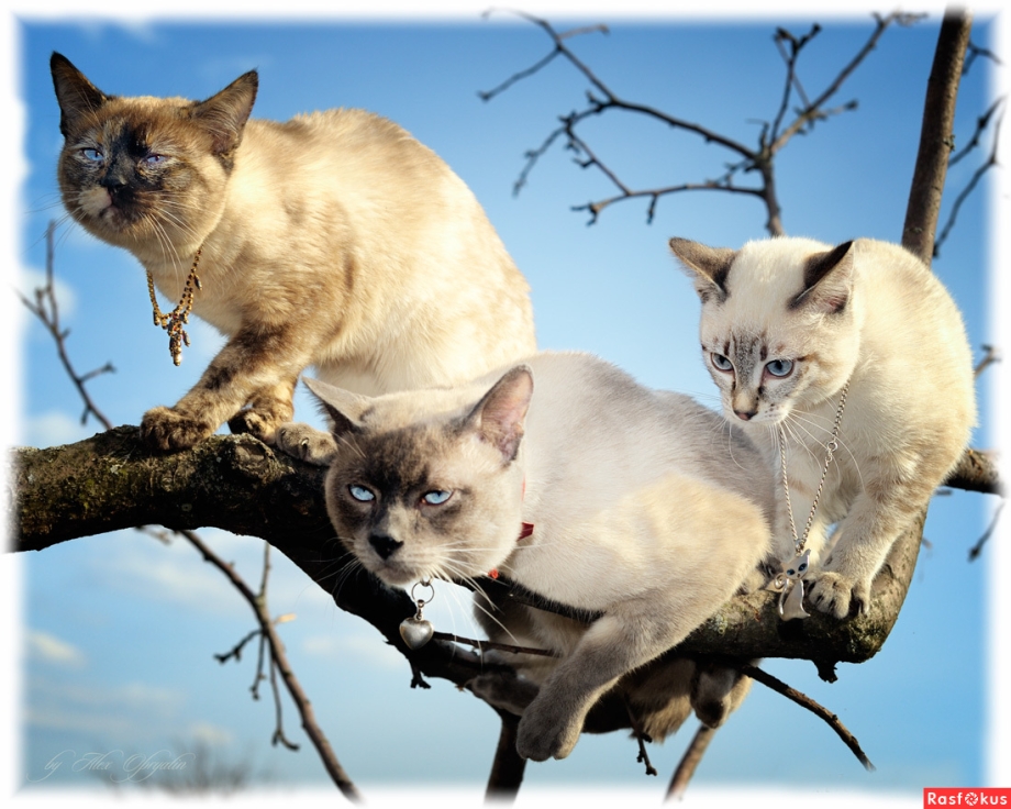 Сиамская кошка Весна