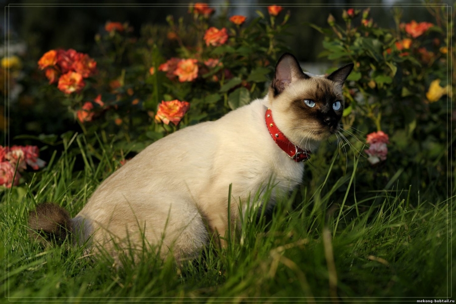 Seal tabby point окрас меконгов