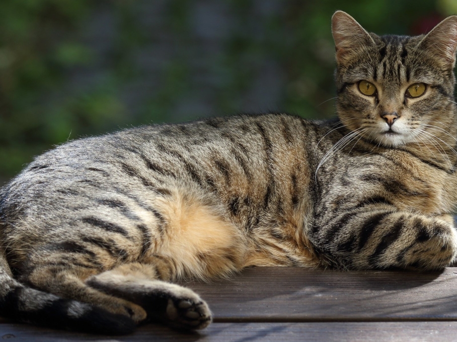 Мэнкс кошка
