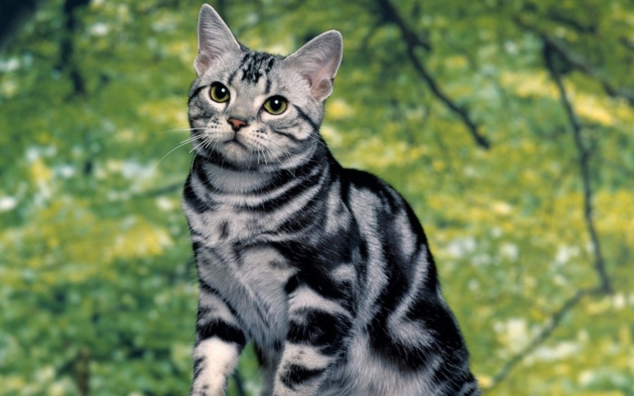 Американская короткошерстная кошка