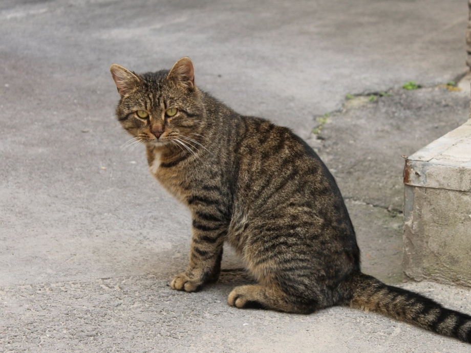 Дворовый кот
