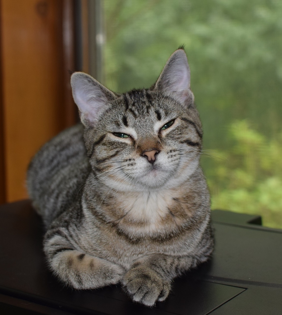 Серая табби кошка