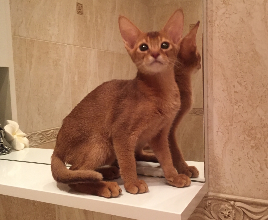 Сорель Абиссинская кошка котята