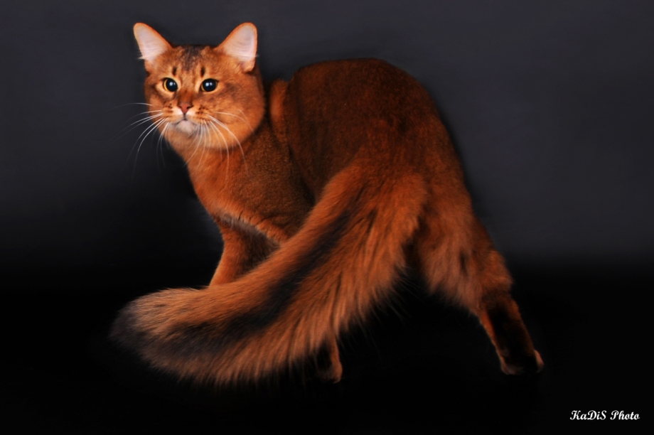 Сомалийская кошка соррель
