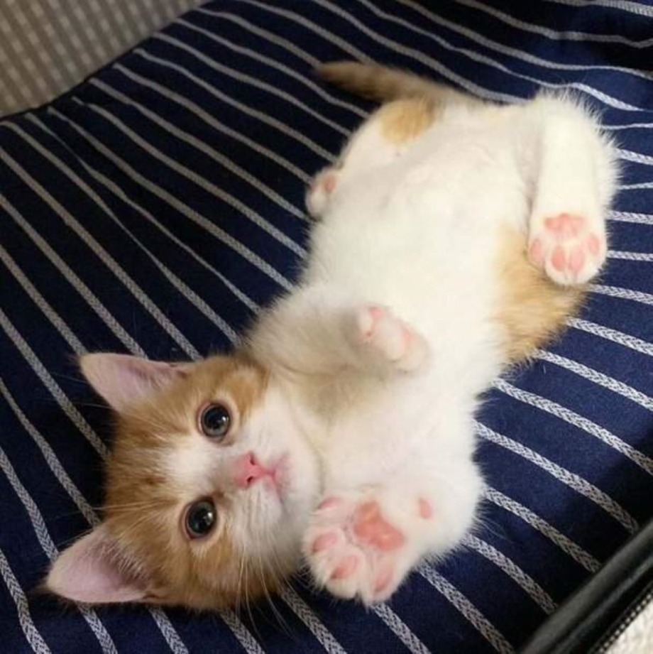 Котенок лежит насспине