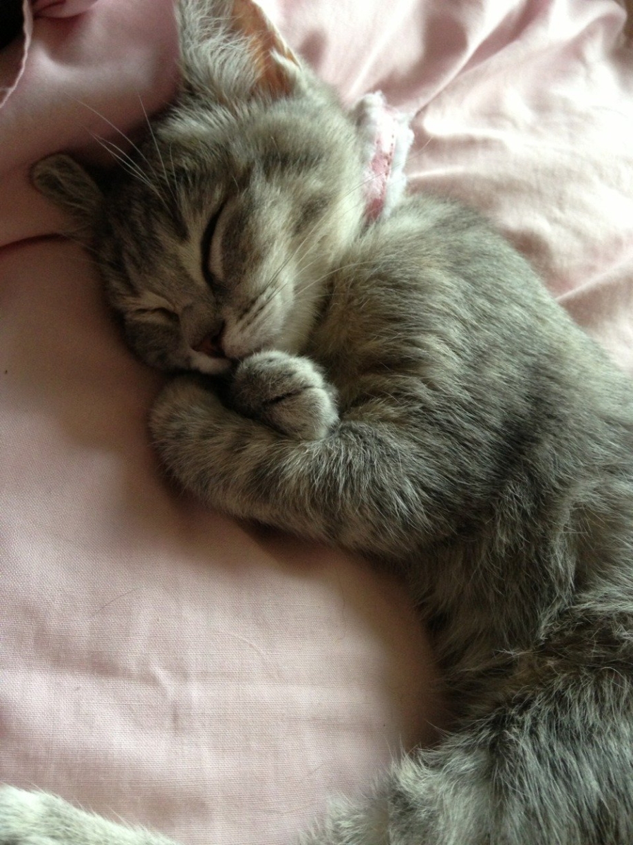 Котенок спит