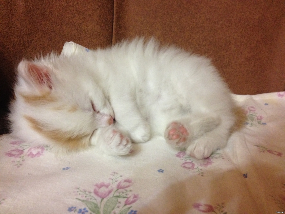 Котенок в кроватке