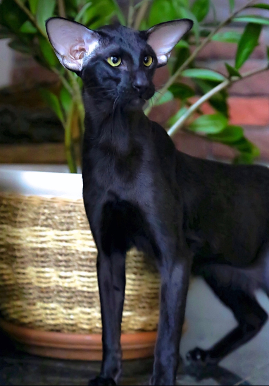 Кот Ориентал черный