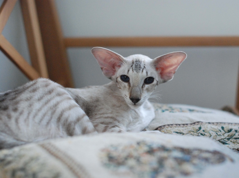 Кошка Ориентал светлая