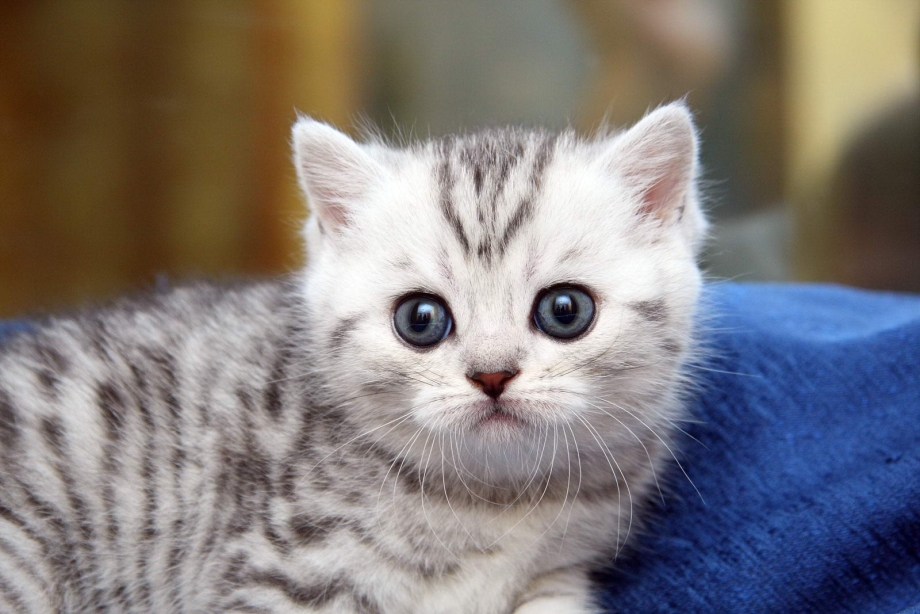 Котята британцы полосатые