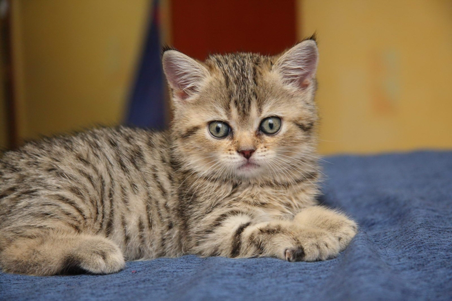 Британский кот полосатый