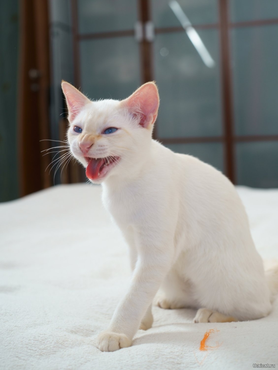 Ред поинт котенок