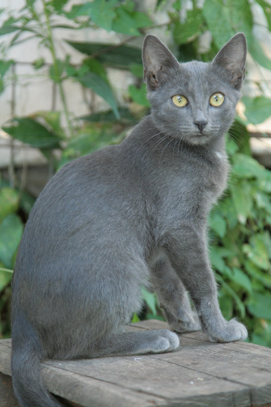 Русская голубая короткошерстная кошка