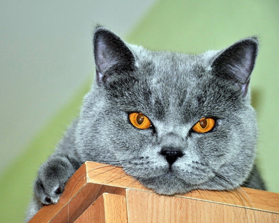 Сизые коты