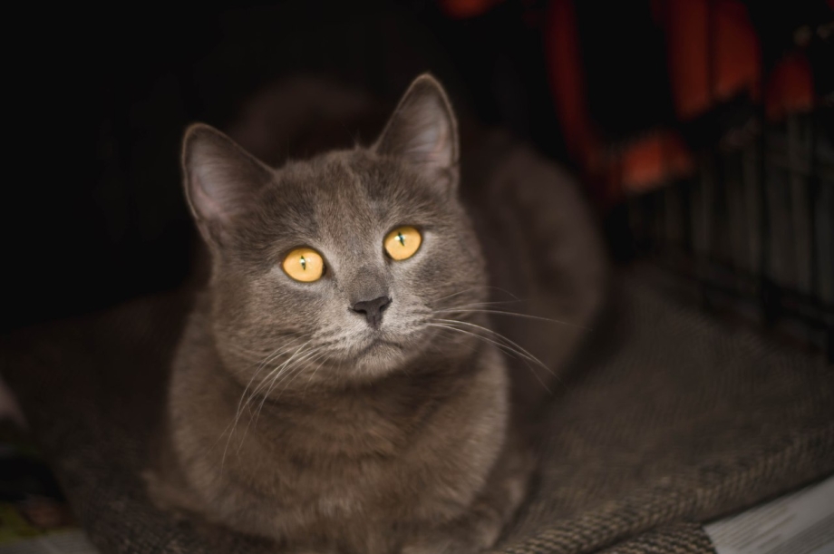 Серый дымчатый кот