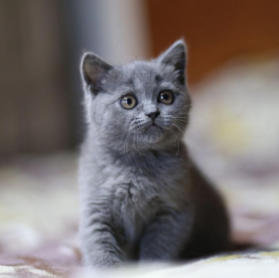 Дымчатый котенок британец