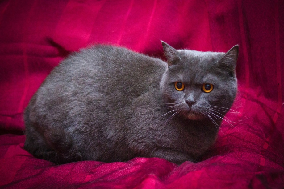 Британская дымчатая кошка