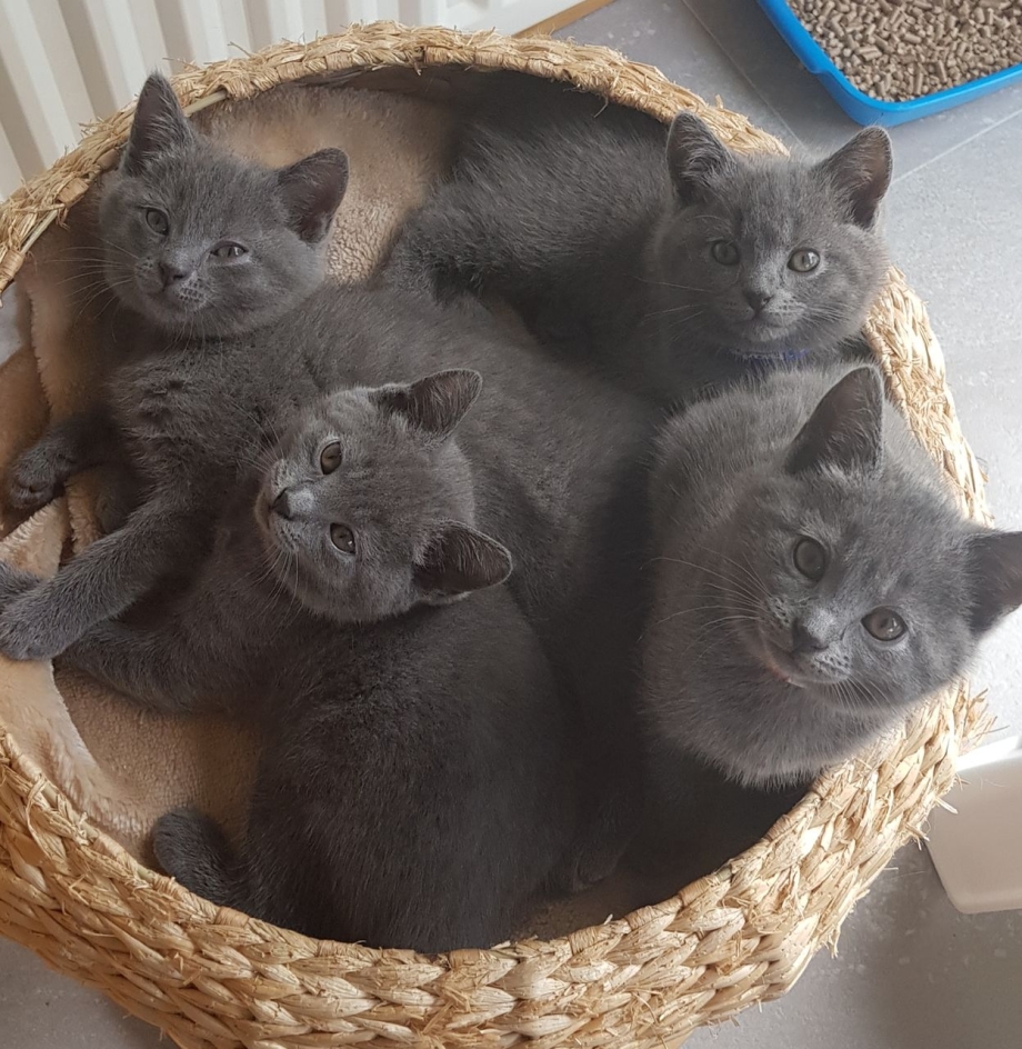 Дымчатый кот британец котенок