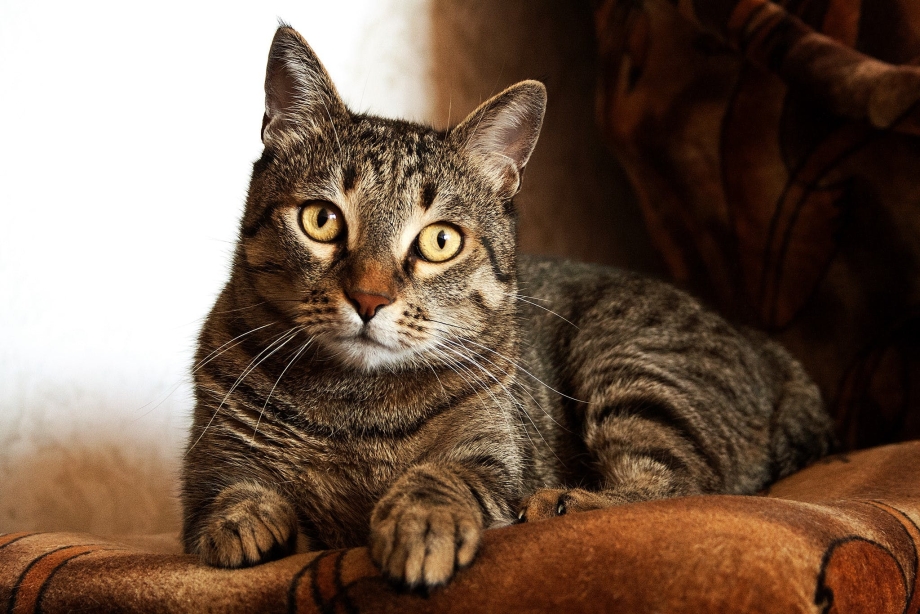 Tabby Cat порода кошек