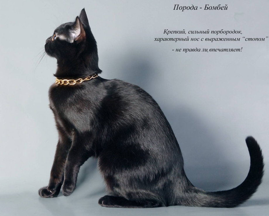 Бомбейская кошка окрасы