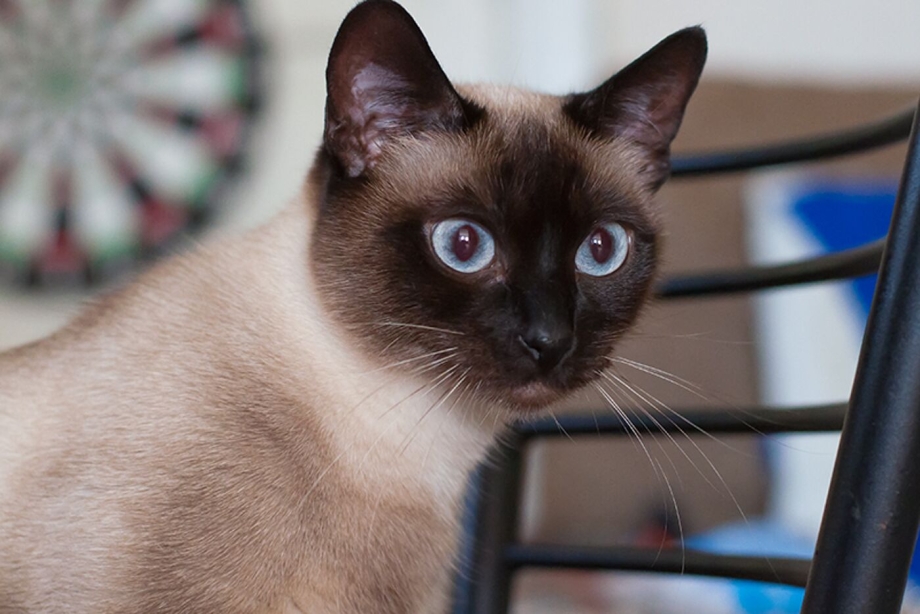 Сиамская кошка