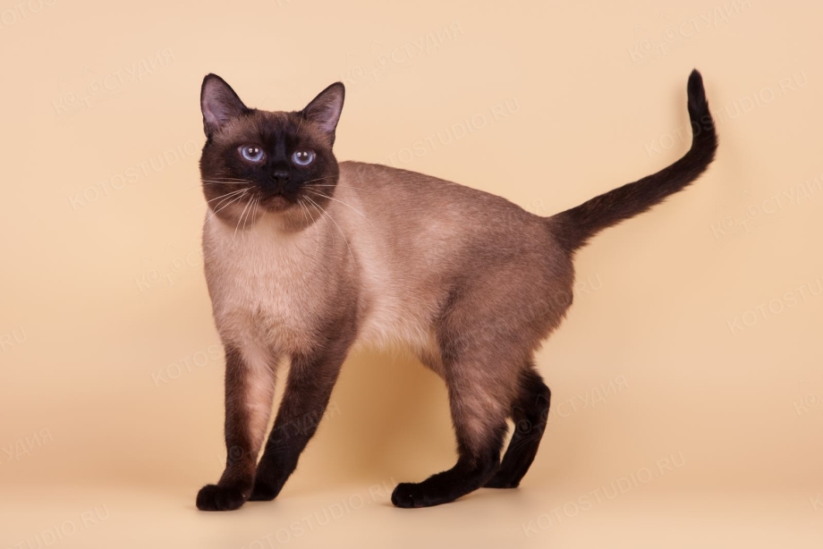 Тайская кошка Сноу Шу