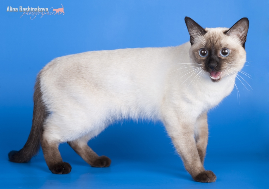Тайская кошка