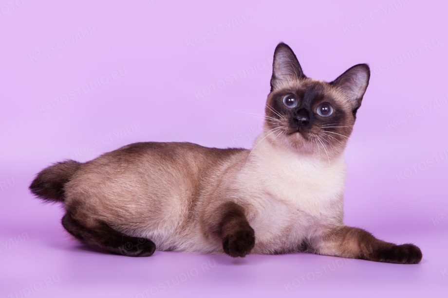 Невская маскарадная кошка