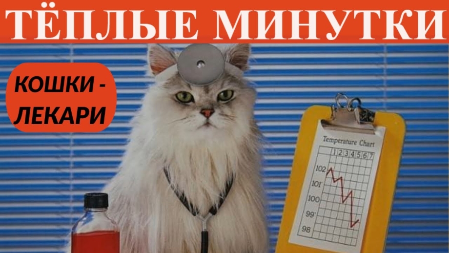 Мкб болезнь кошек