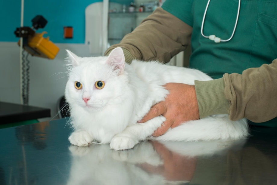 Ветеринар с кошкой