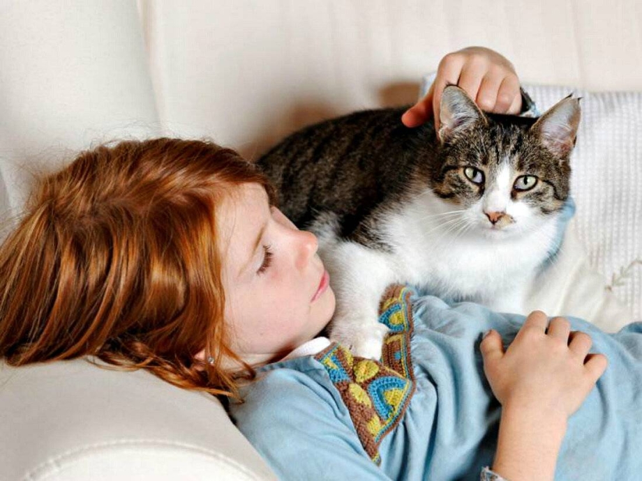 Кот в ветлечебнице