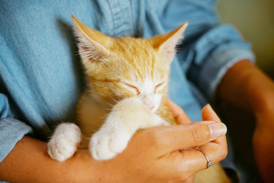Котик лечится