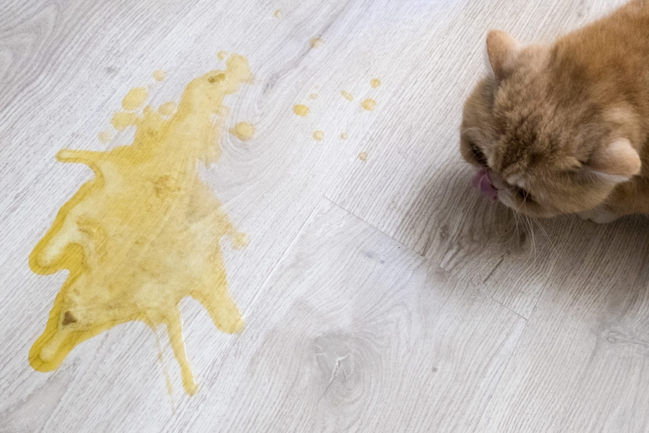 Кошка отрыгивает шерсть