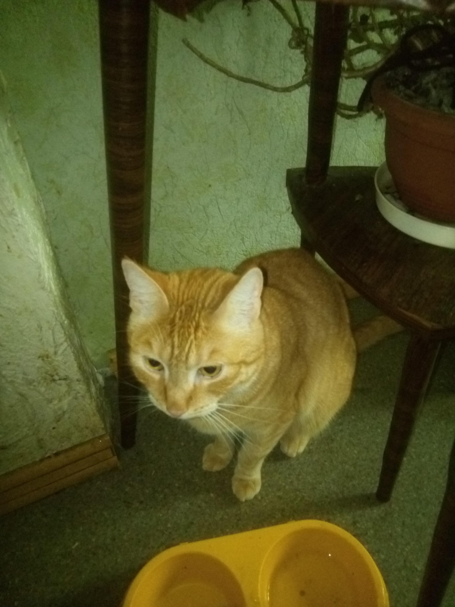 Кошке плохо