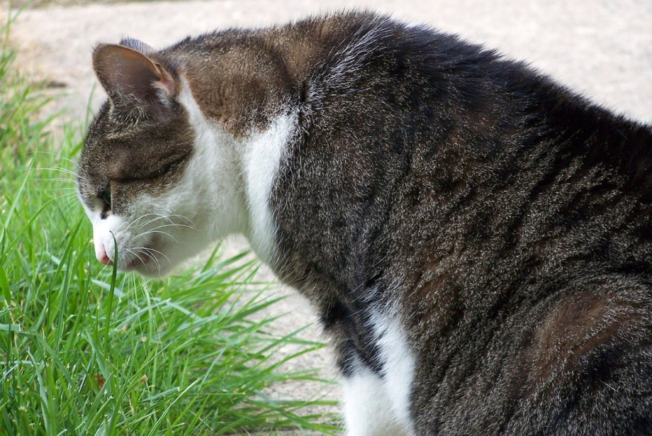 Кот рыгает