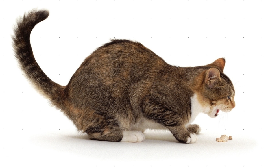 Кошка отрыгивает
